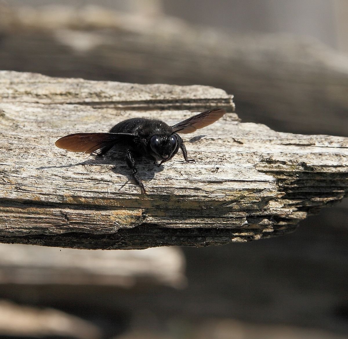 Пчела плотник строение
