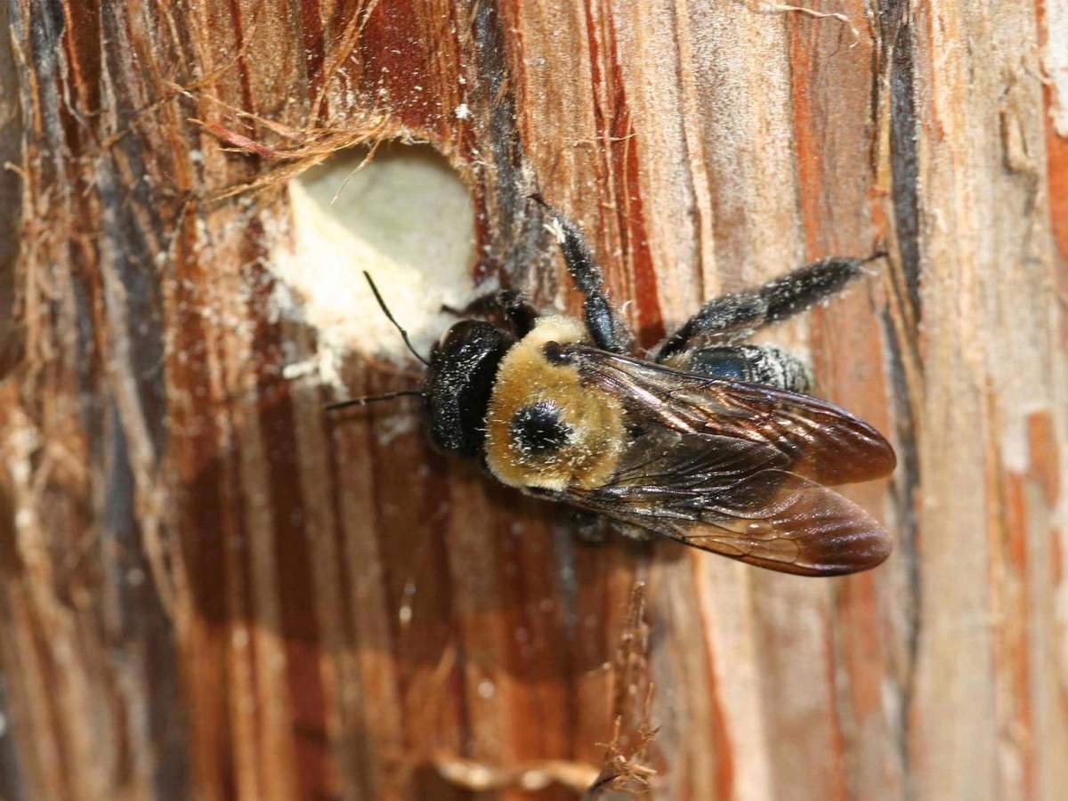 Древесная пчела