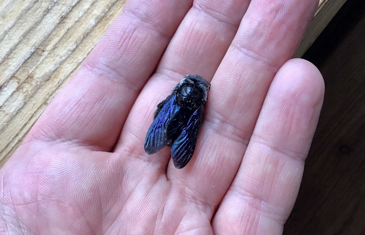 Пчела плотник брелок