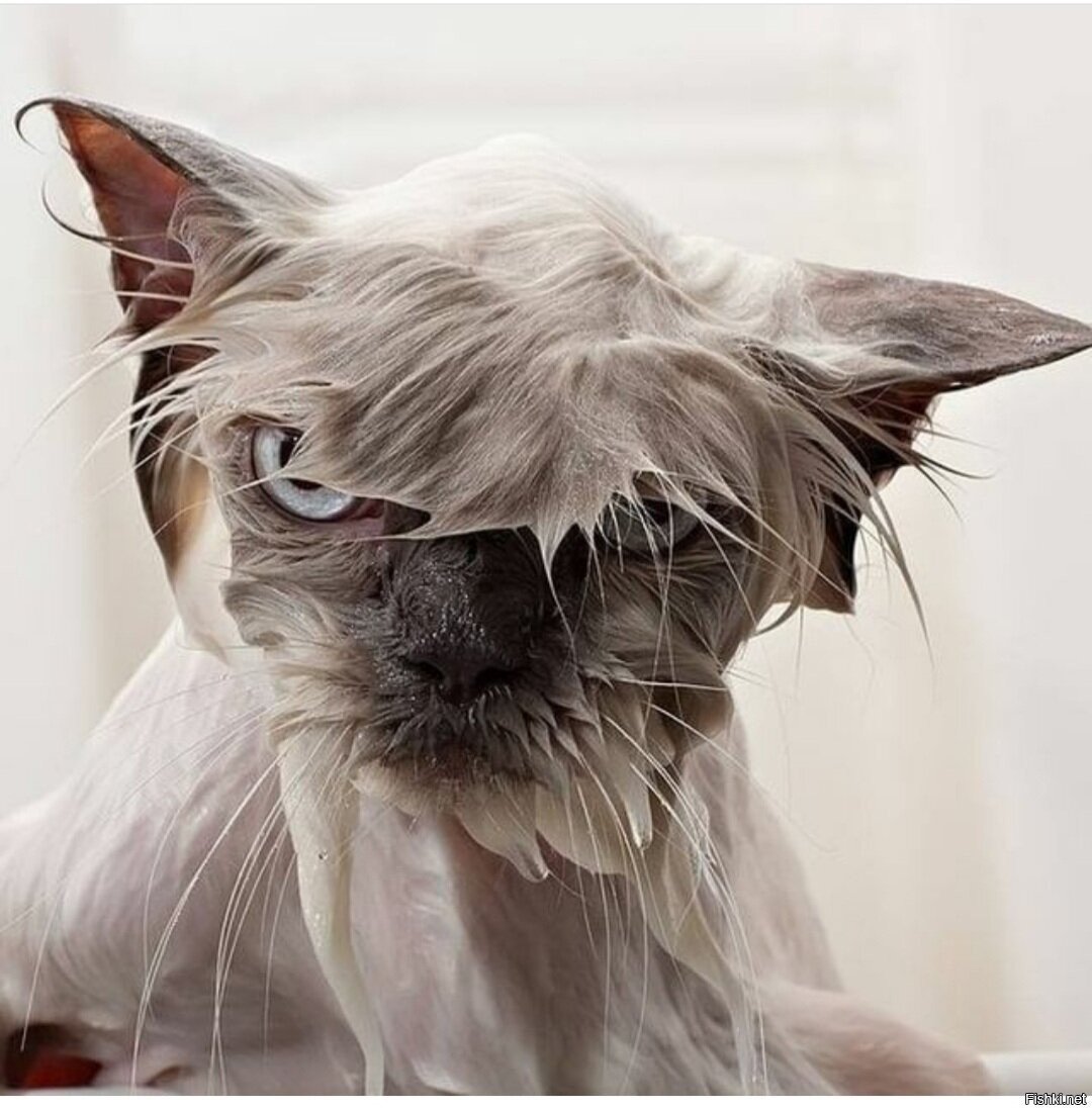 Облезлый кот