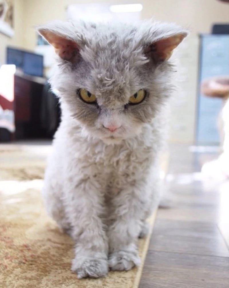 Мокрый котенок