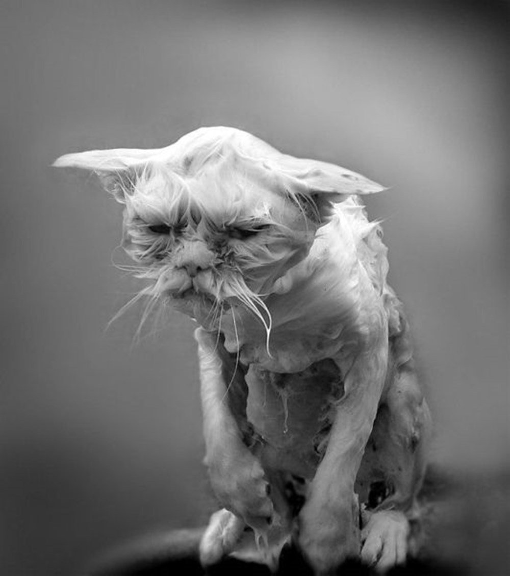 Грязный кот