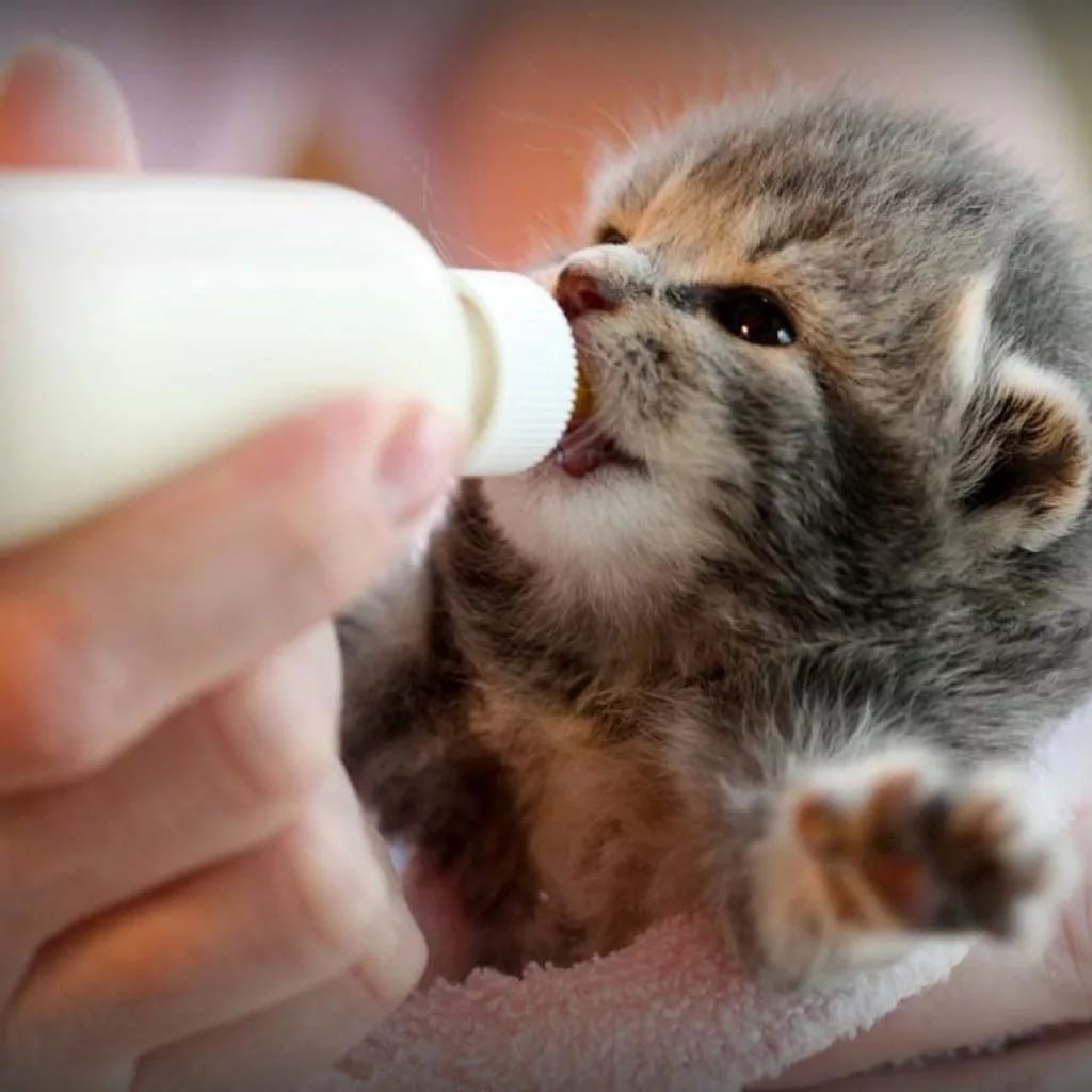 Котики для эстетики