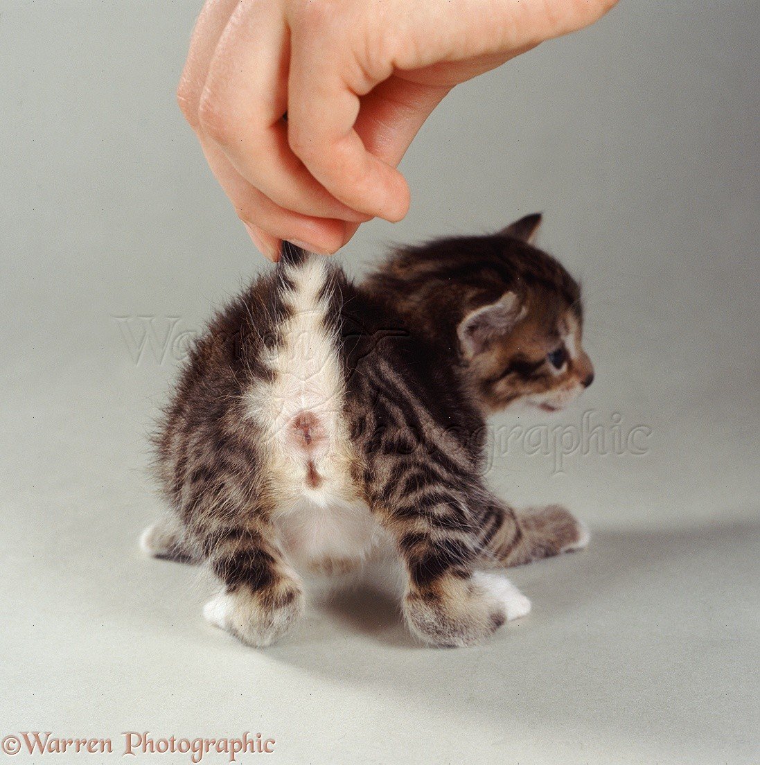 МЕТА Плюкебаум котёнок