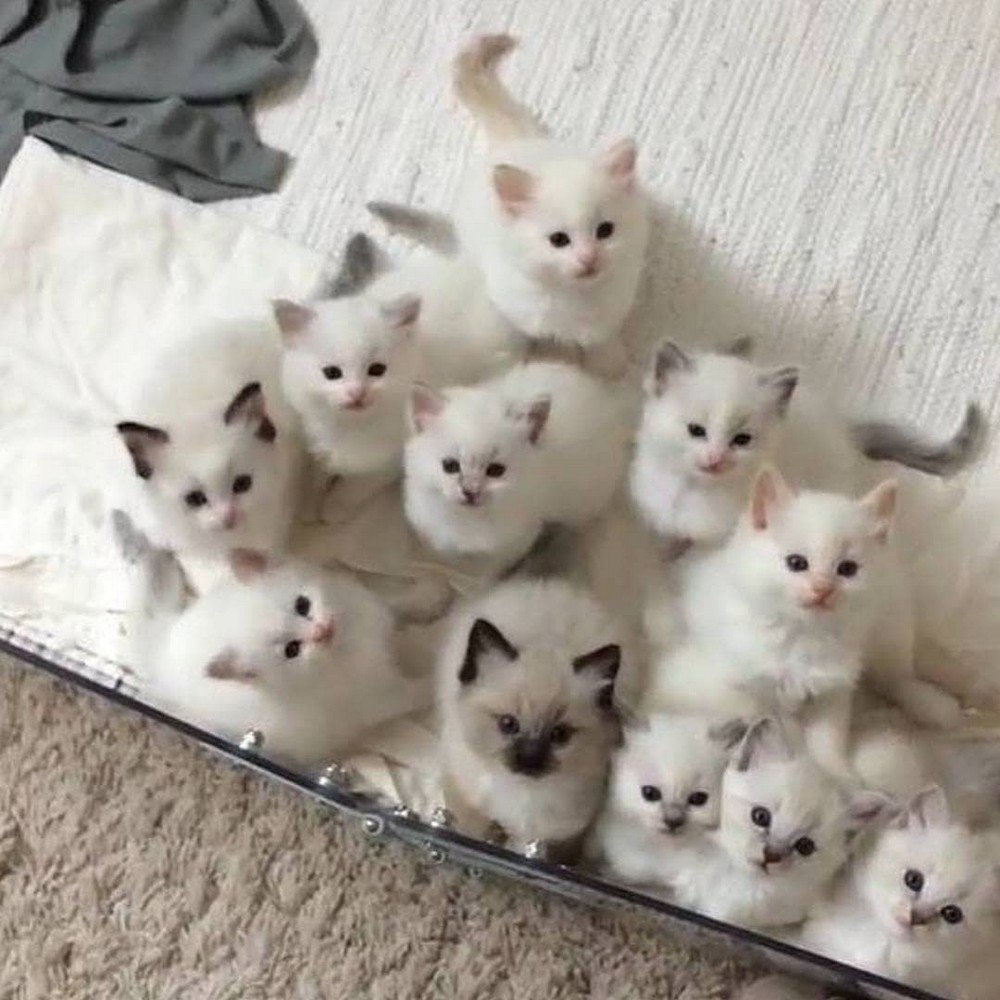 Котик в шапке Эстетика