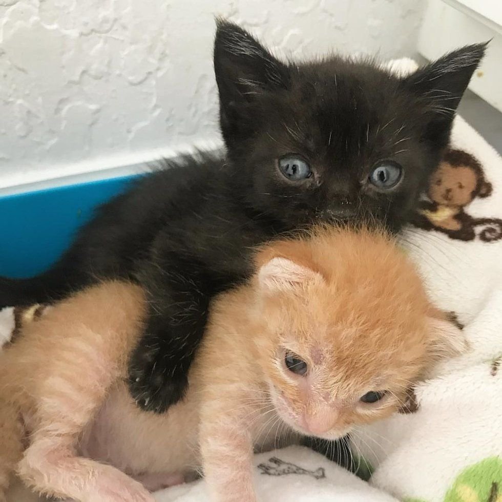 Котята для скрапбукинга