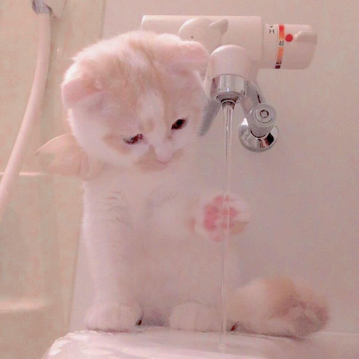 Бутылочка для котят