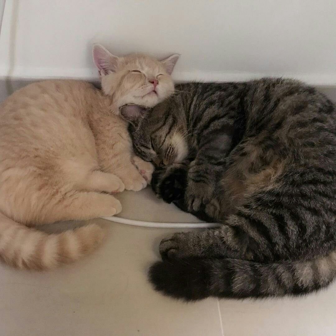 Милые котики