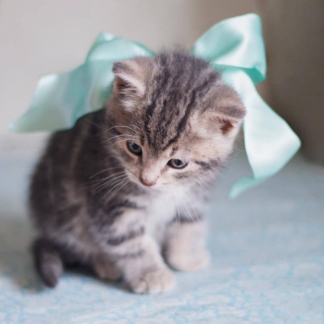 Черно серый котенок