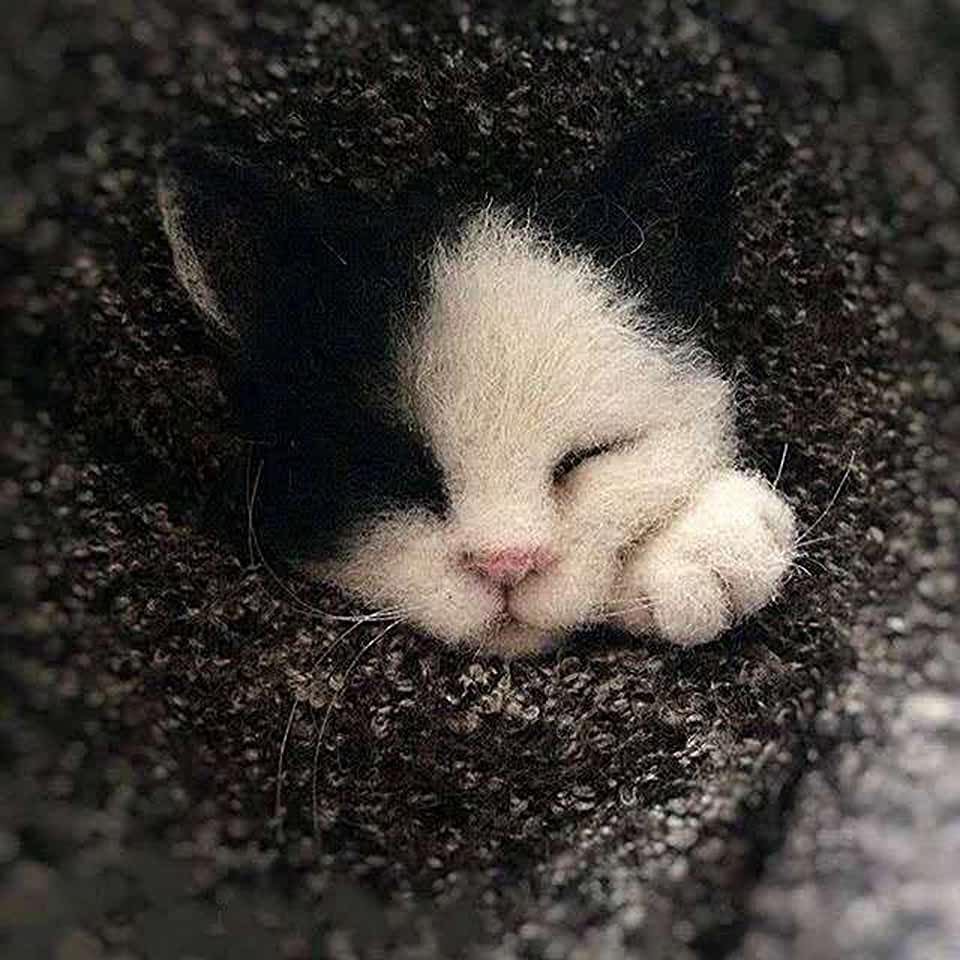 Котенок в руках Эстетика