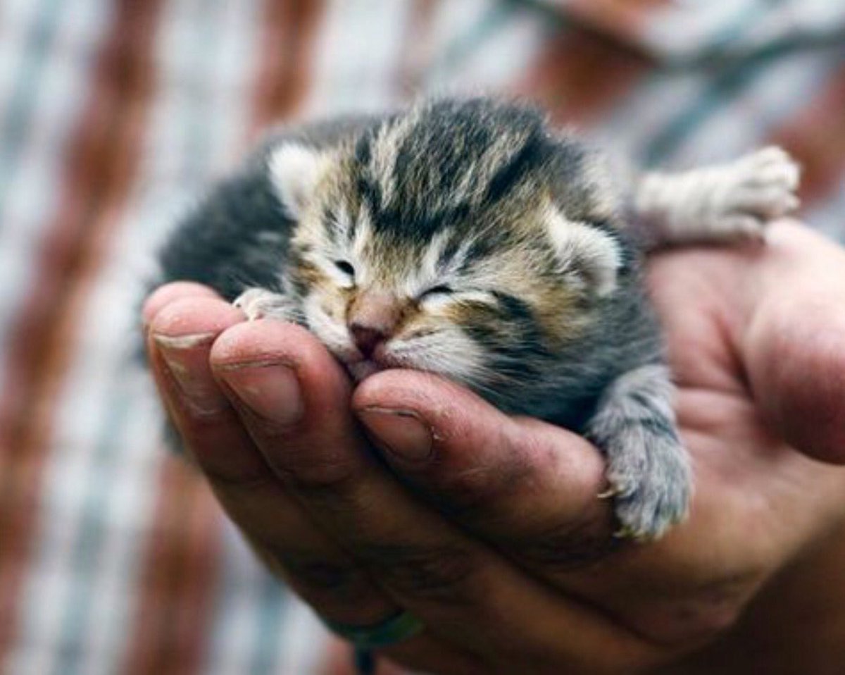 Котята сохры