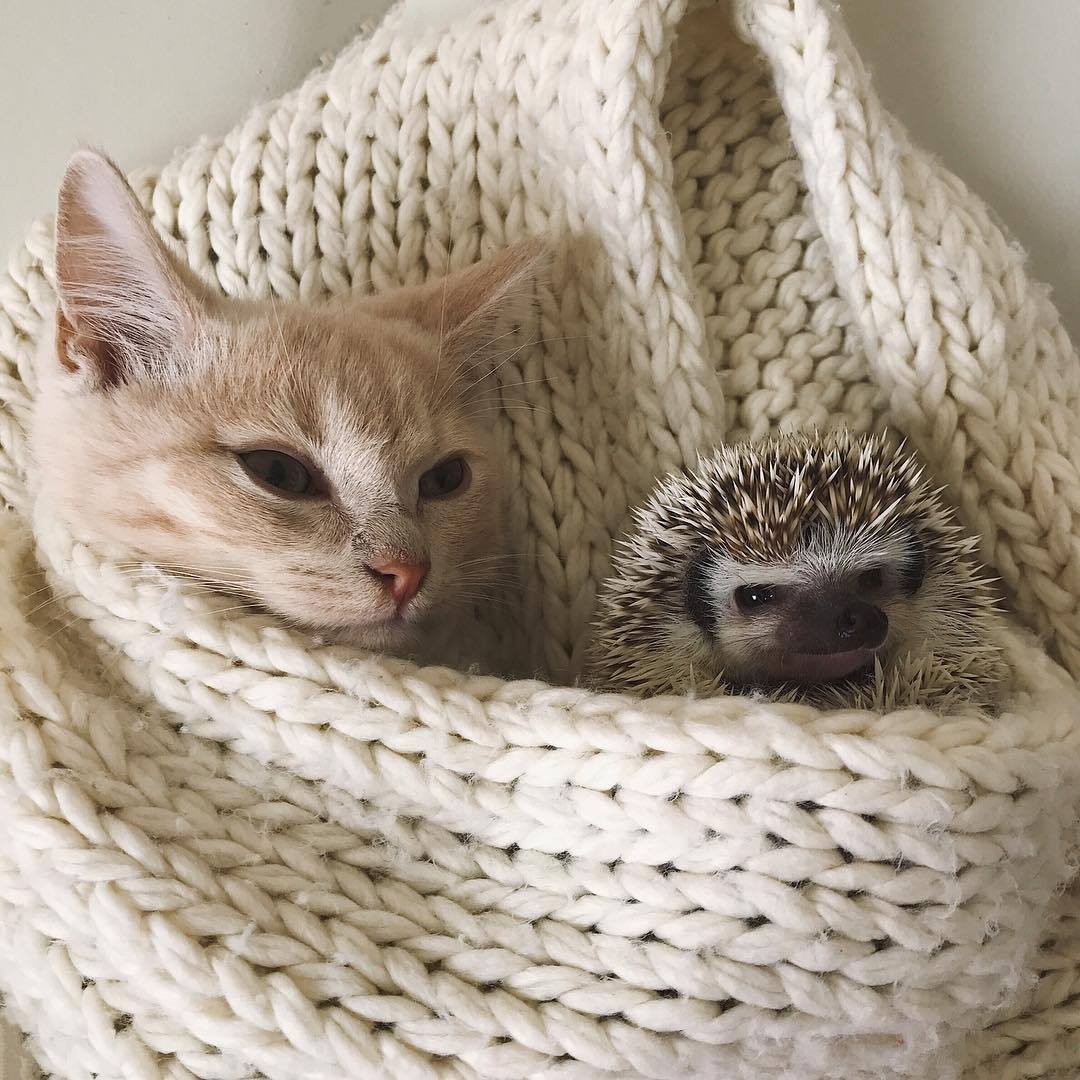 Милые кошки Эстетика