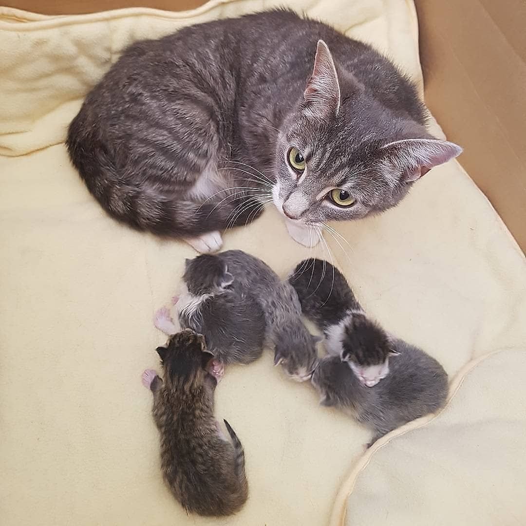 Серая кошка Эстетика