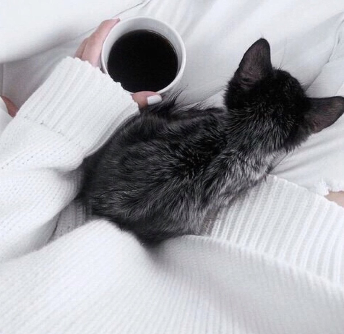 Милые котики на кровати