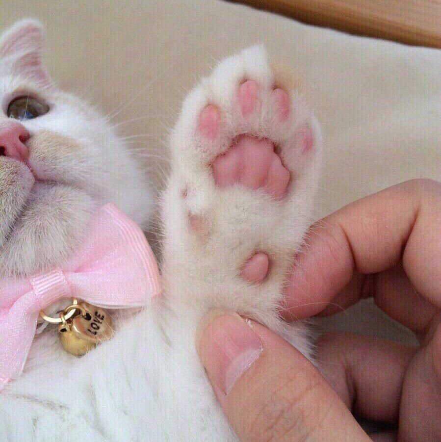 Умильные котята