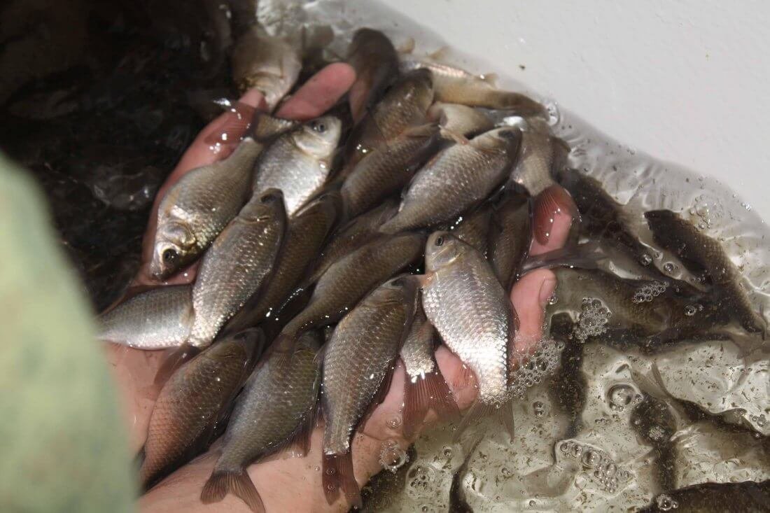 Серебряный карась малек