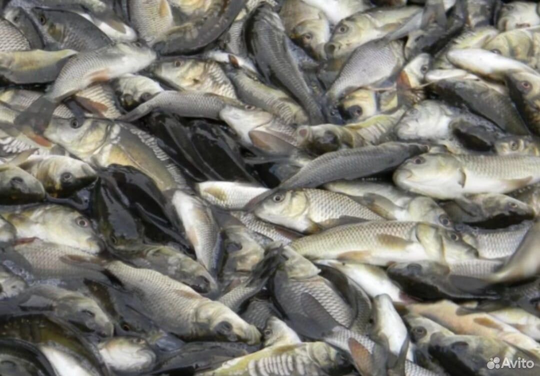 Малек сеголетка