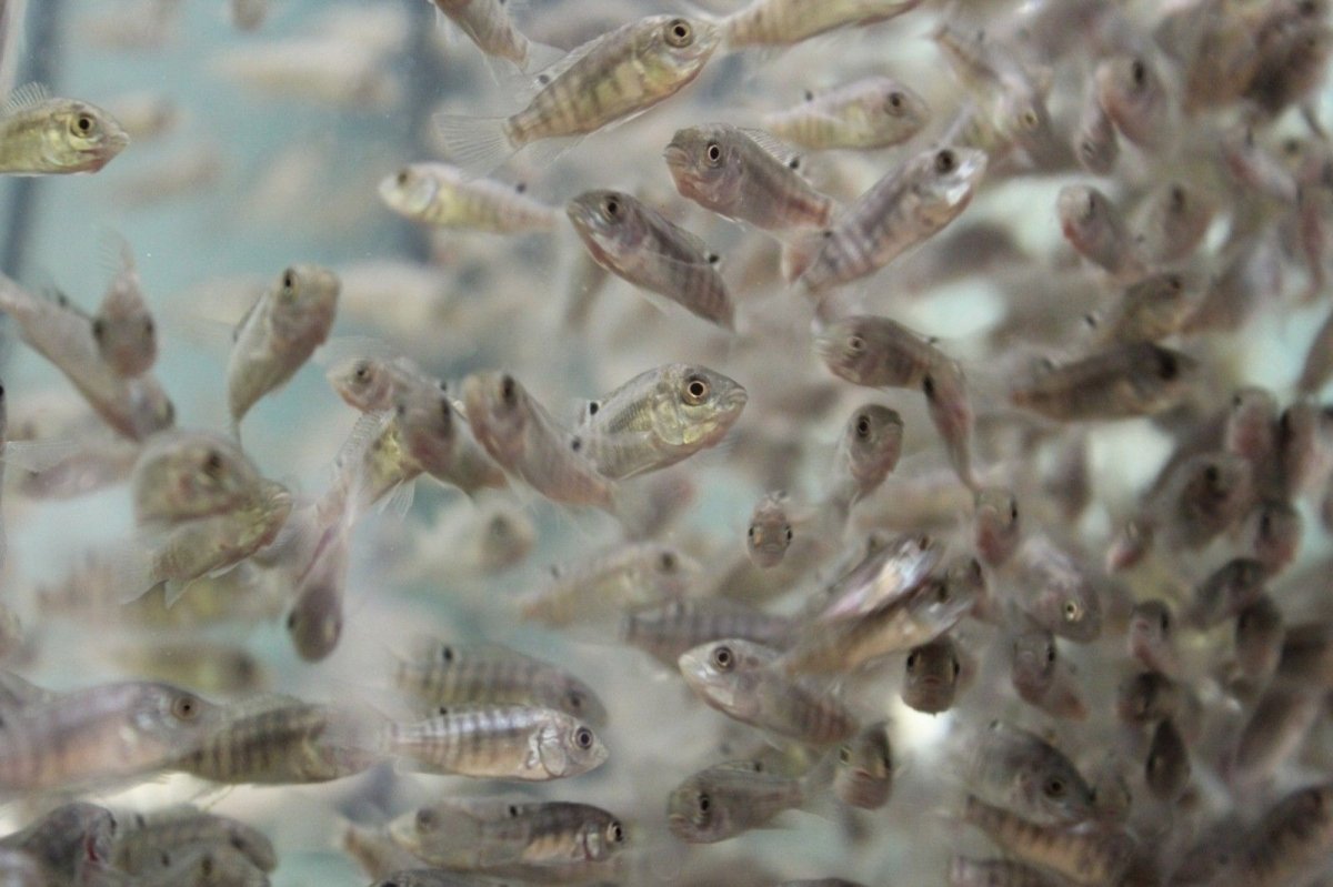 Мальки тиляпии