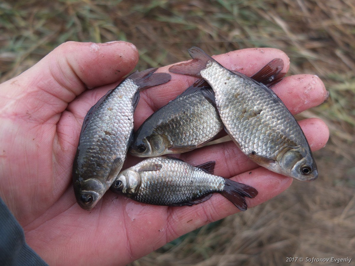 Живец карась для рыбалки