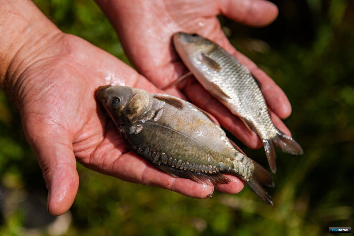 Молодь карповых