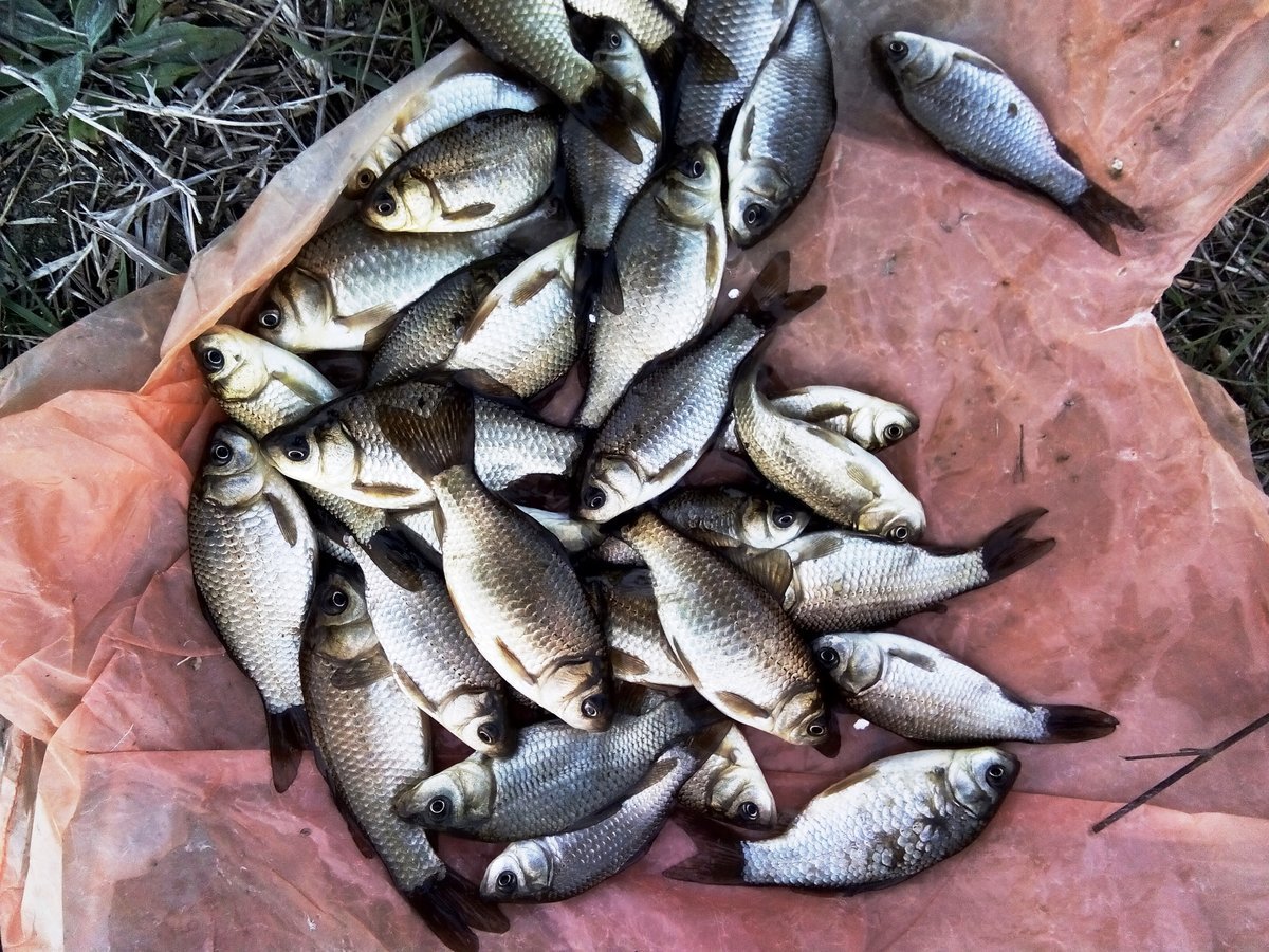 Живец плотва карась