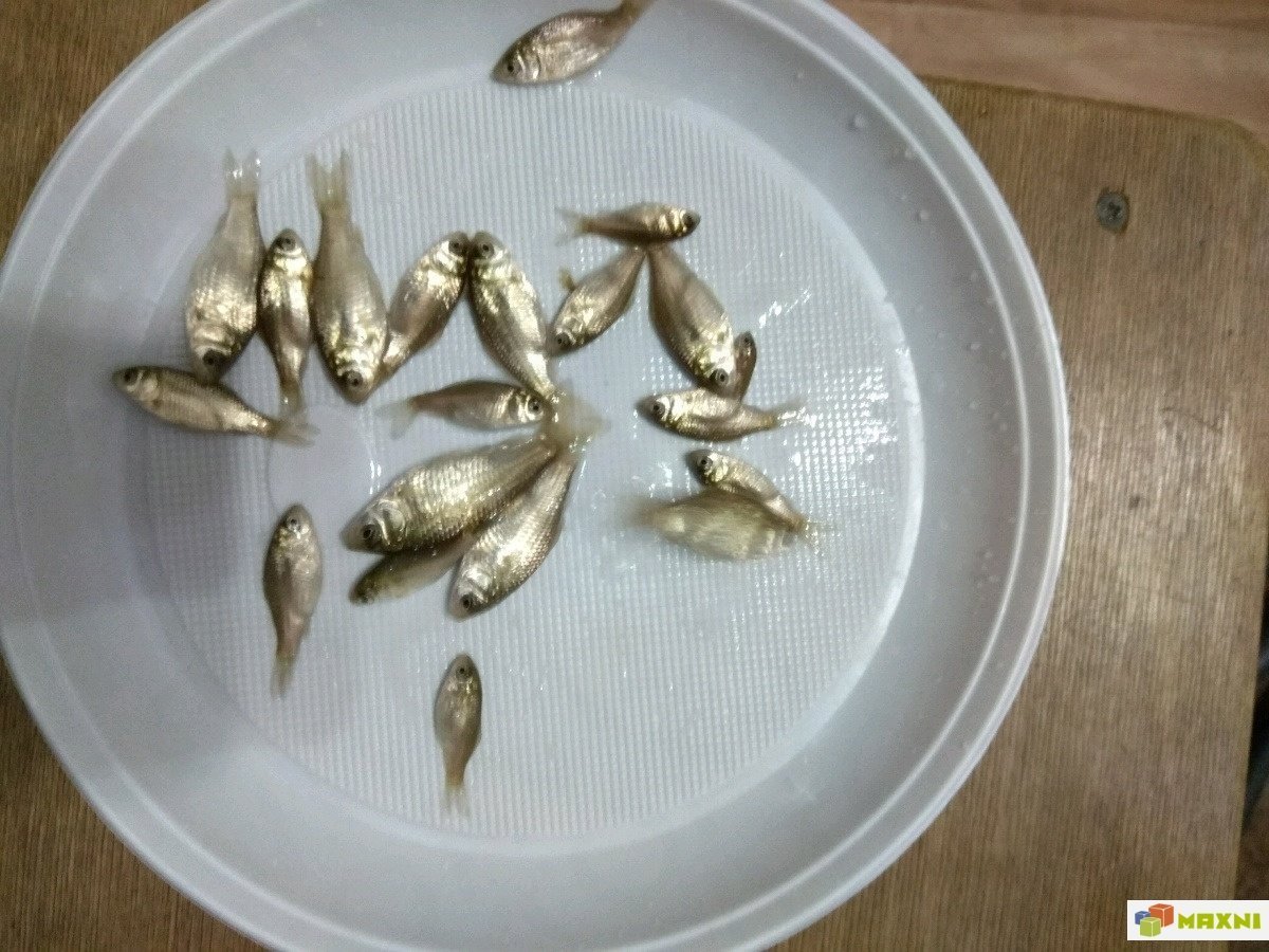 Зарыбление сеголеткой карпа