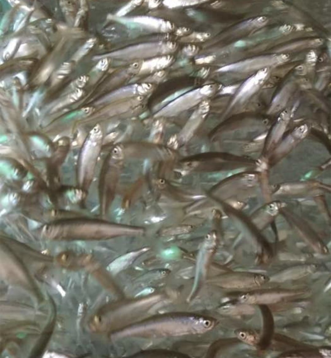 Живец верхоплавка