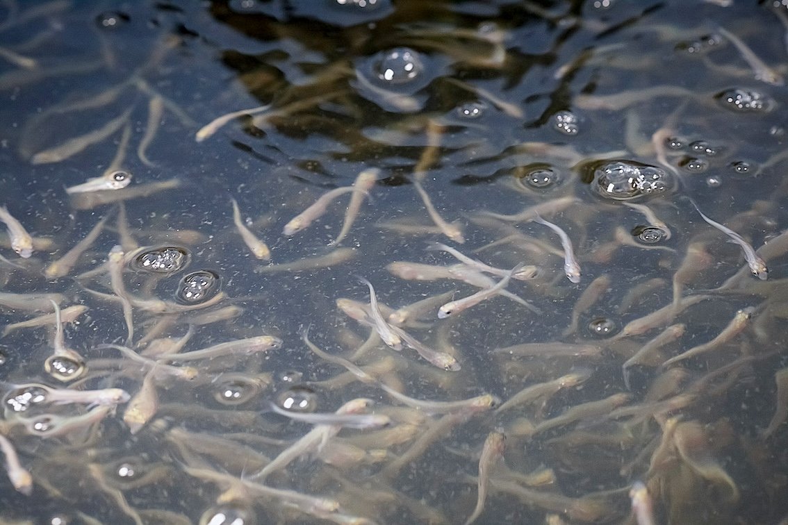 Мальки пеляди