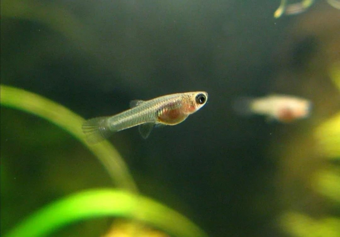 Мальки гуппи Эндлера