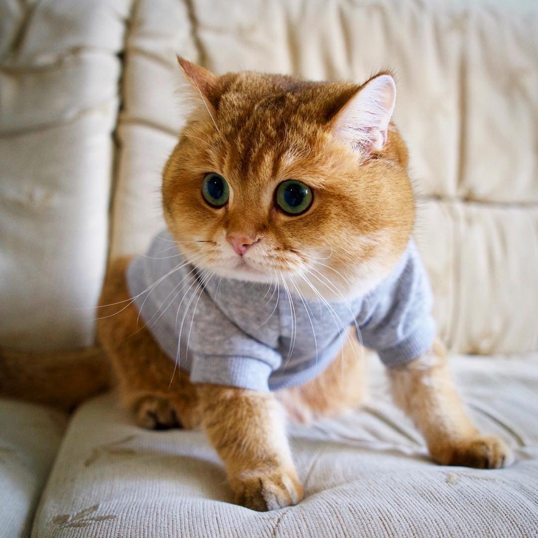 Котики из пинтереста