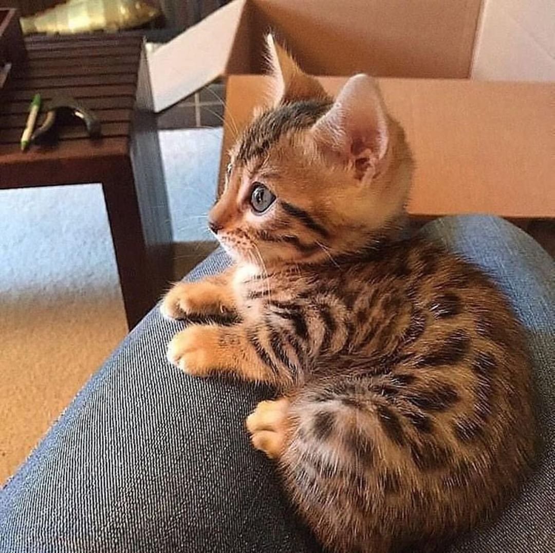 Кошка бенгал карликовый