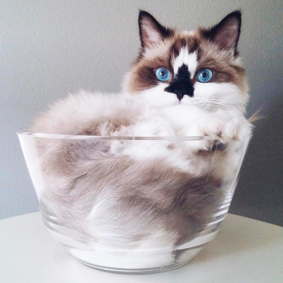 Манчкин кот Инстаграм Альберт