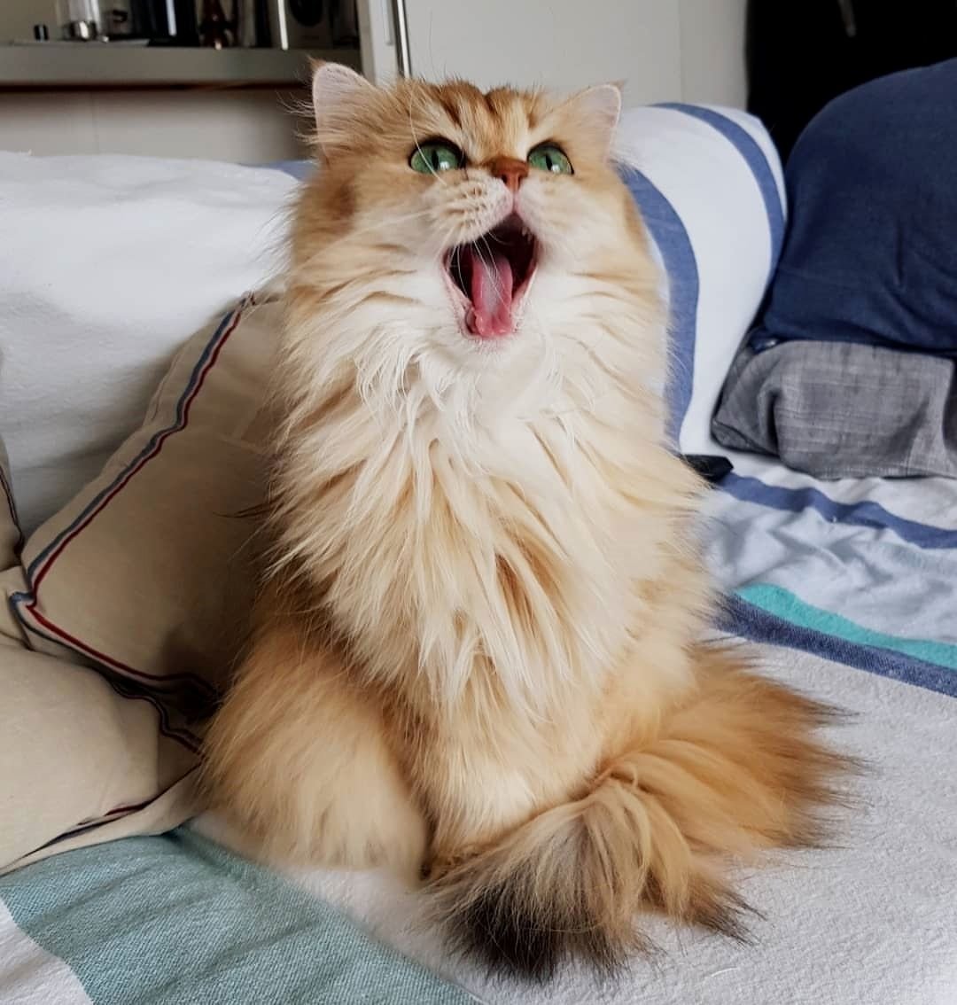 Кошки породы Снупи