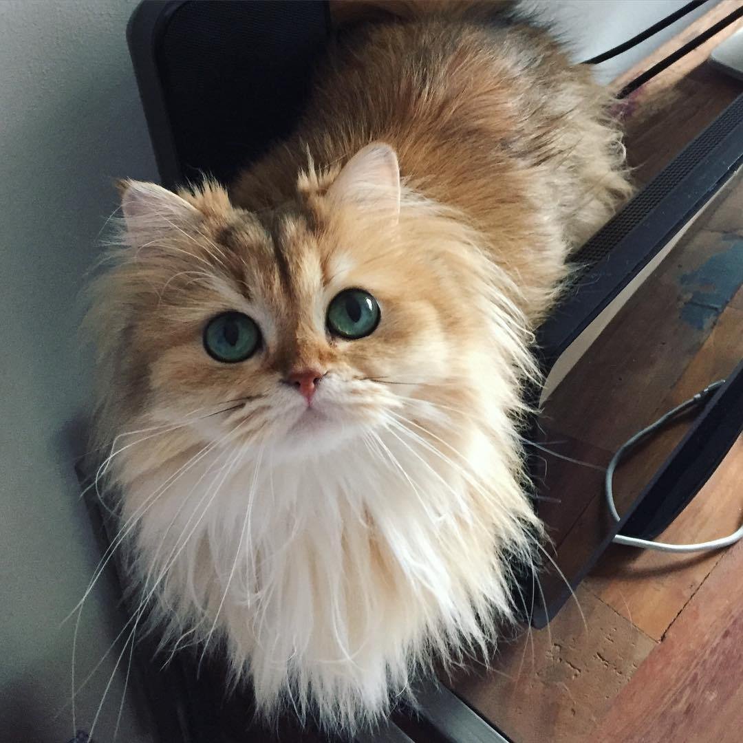 Топовые котики