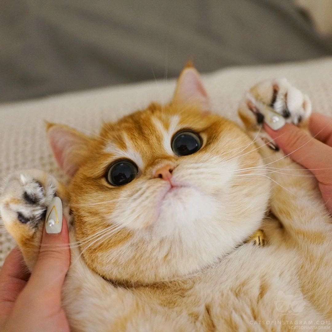 Котик Писко порода