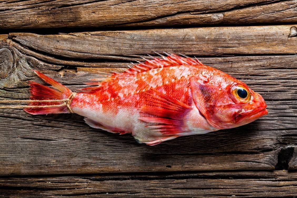 Морской окунь Sebastes Marinus