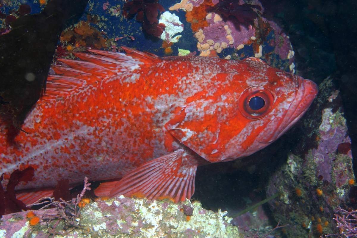 Морской окунь Sebastes Marinus