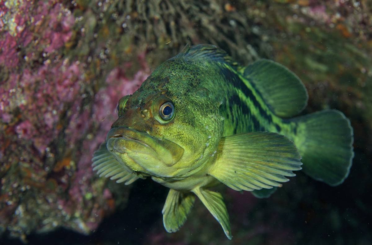 Морской окунь Ерш