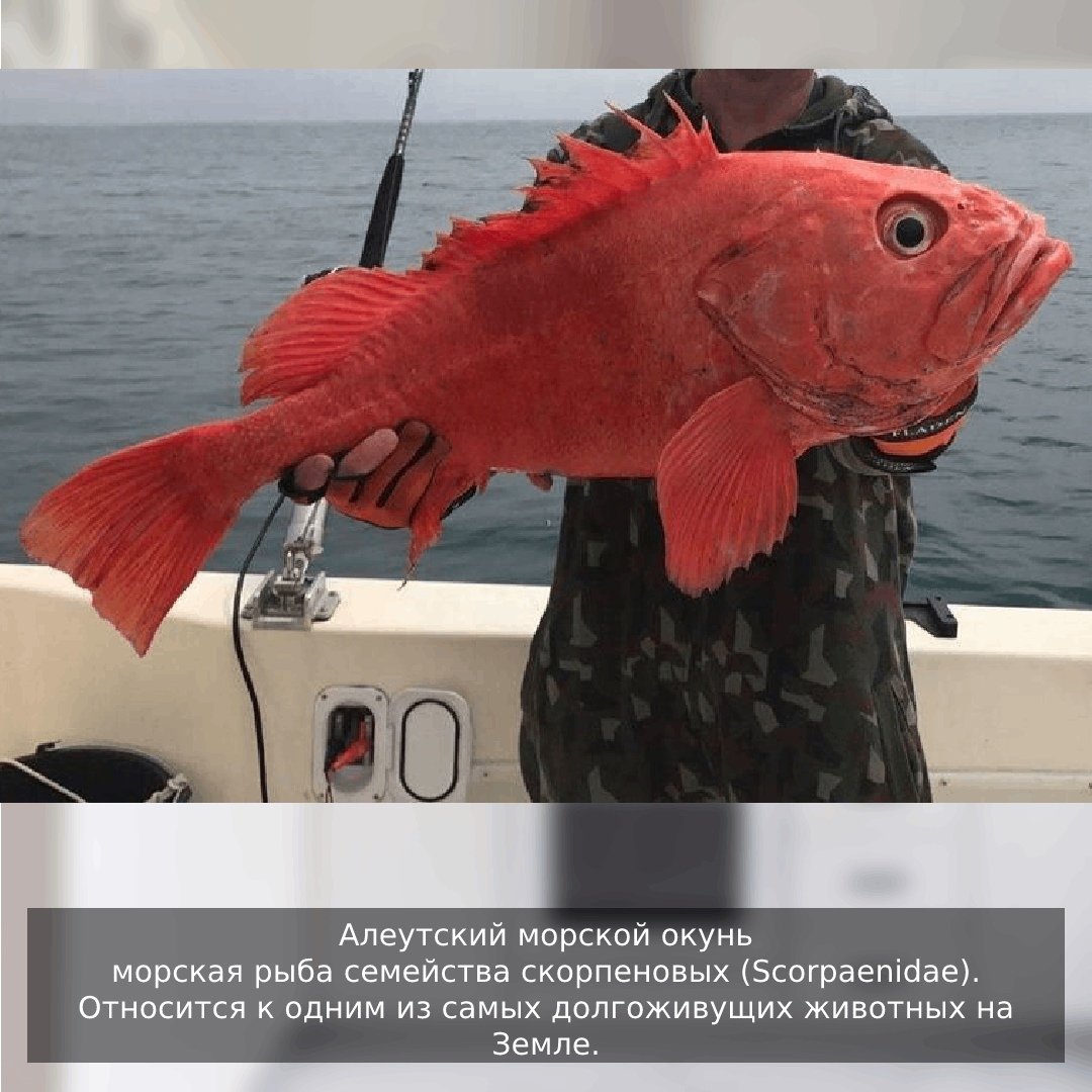 Морской окунь малек