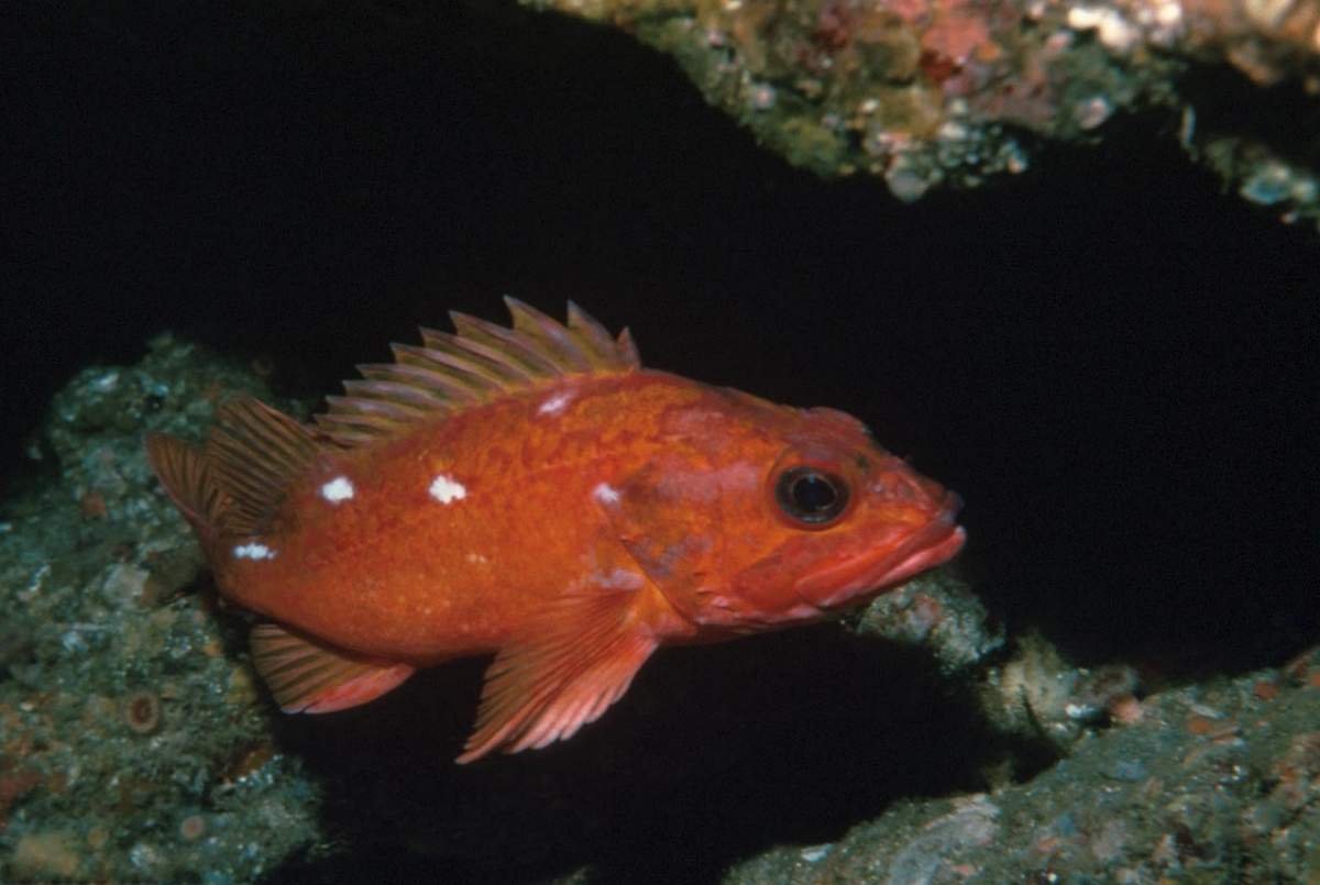 Размер окуня по годам