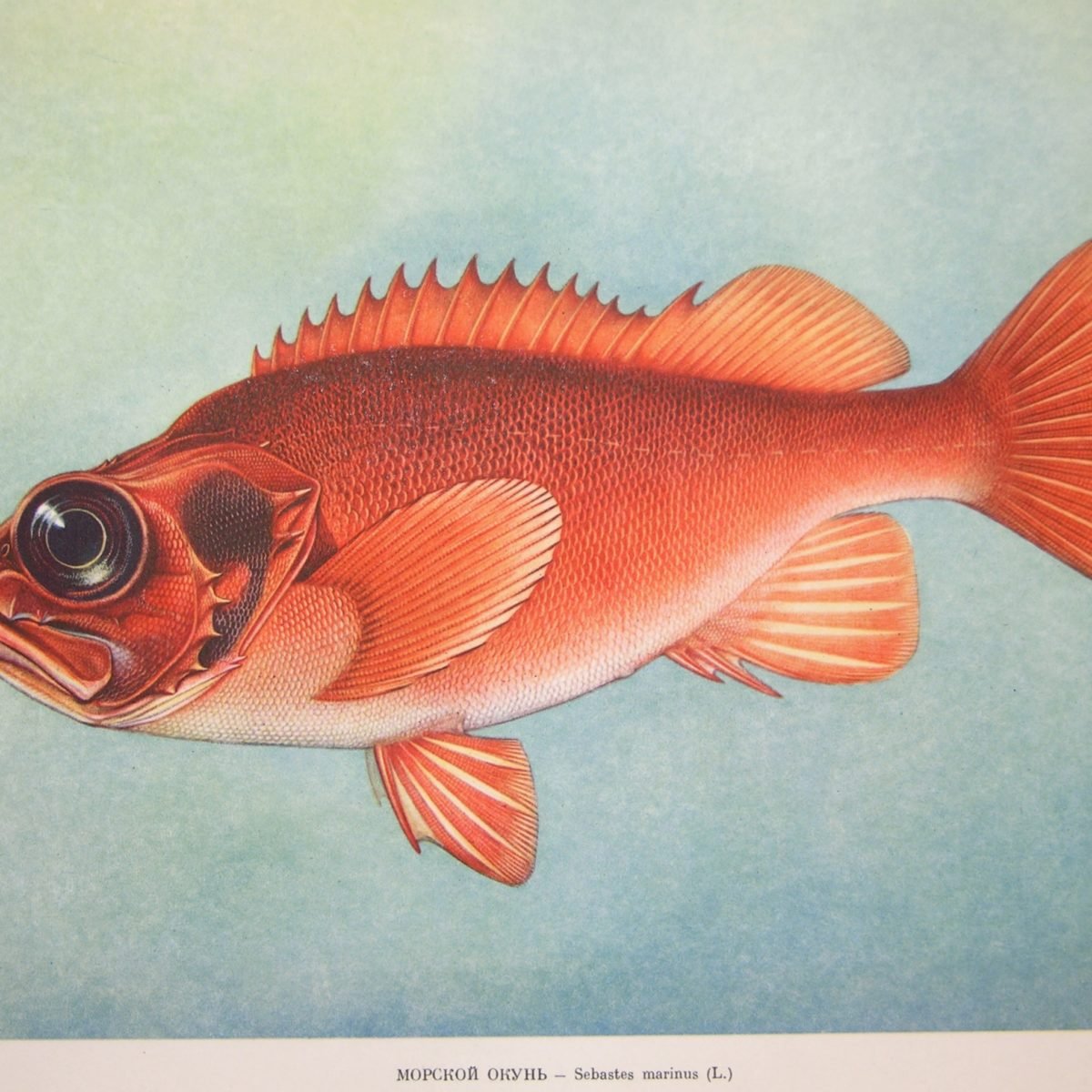 Морской окунь Sebastes Marinus