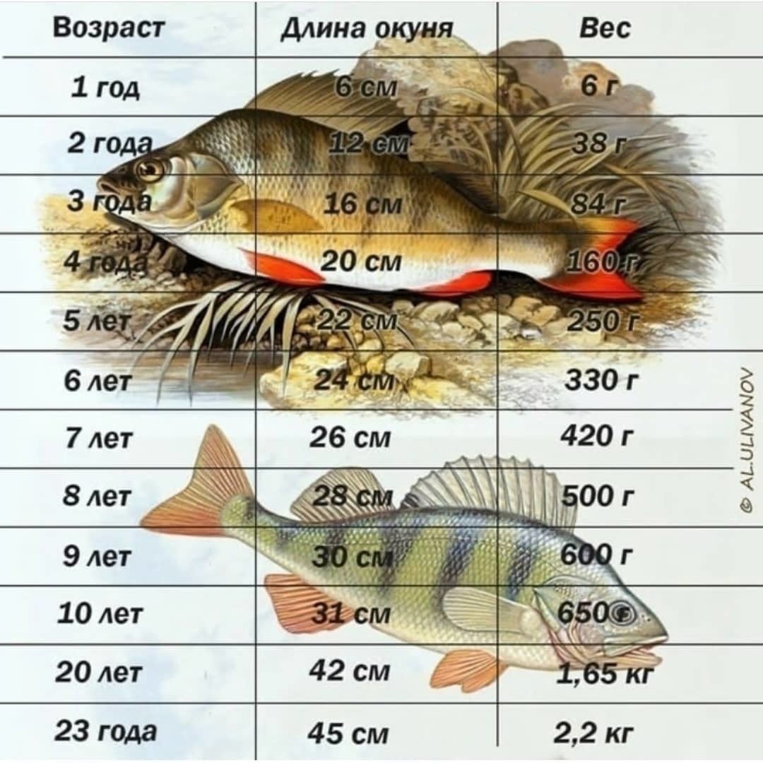 Окунь морской