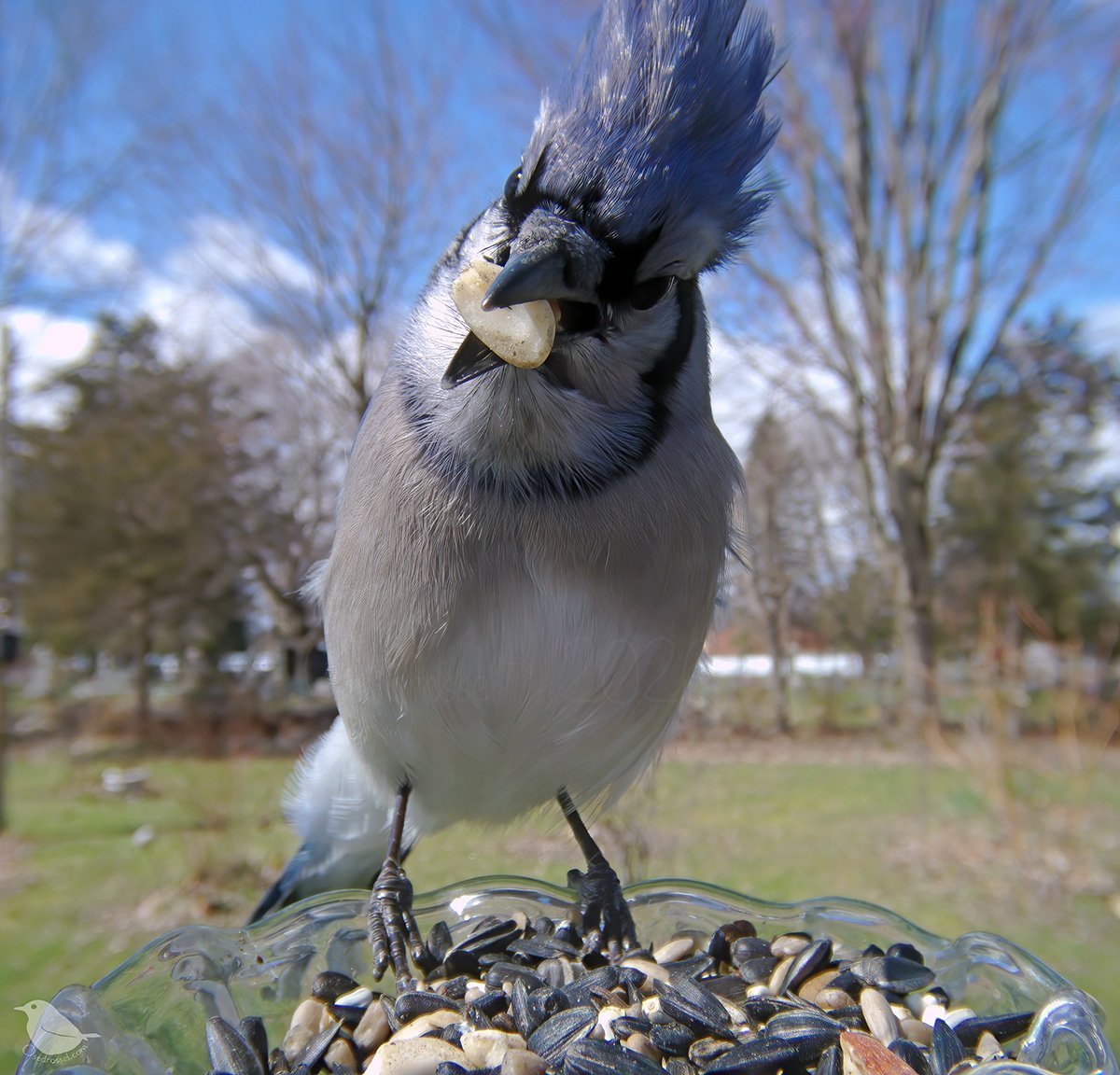 Выдра + Воробей выебушек