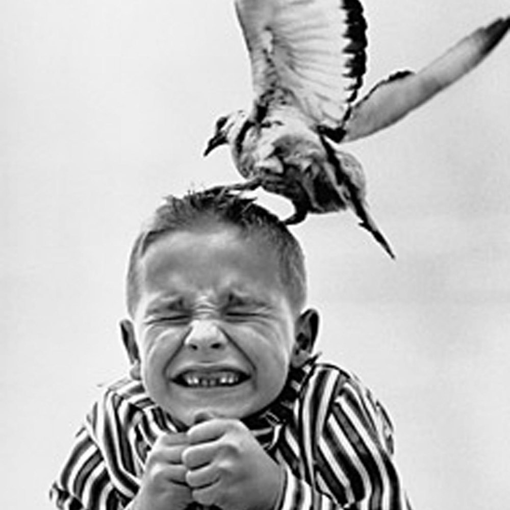 Оранжевый Зимородок