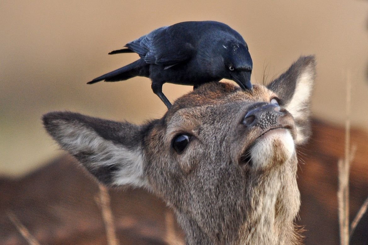 Веселые птички