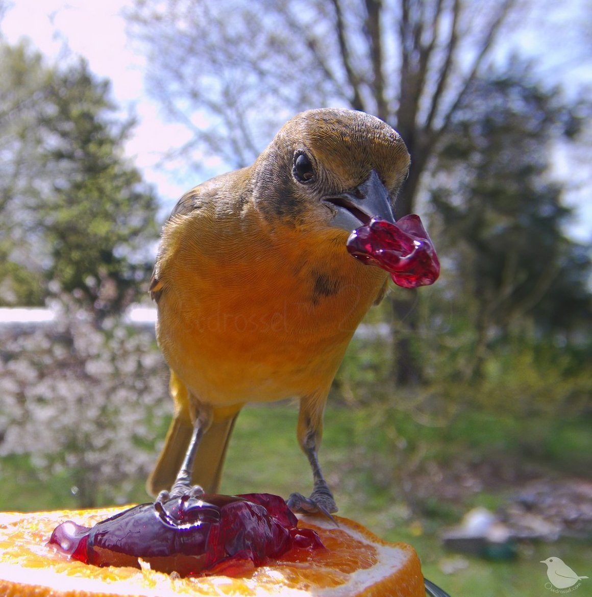 Птица секретарь Ханса