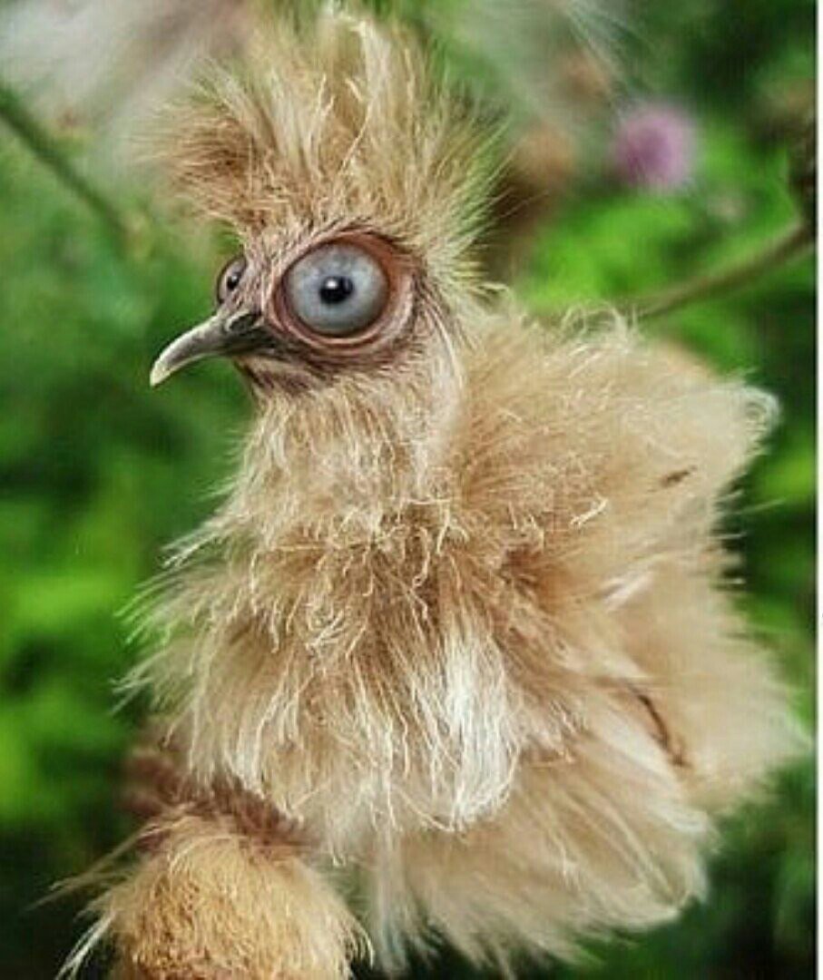 Смешные картинки с добрым утром