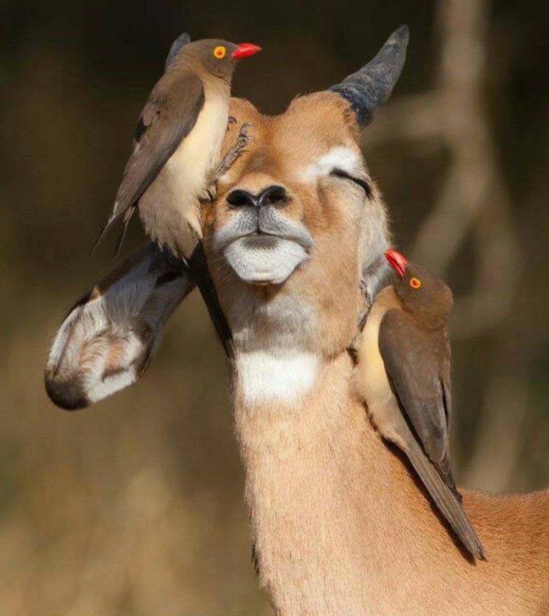 Птицы приколы