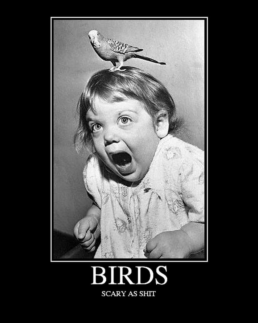 Птичка мозгоклюйка прикол