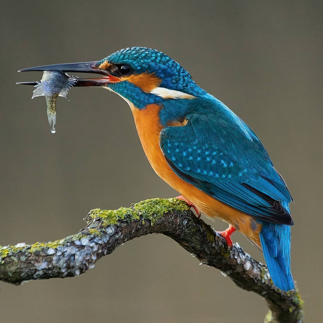 Кафрский рогатый ворон ресницы